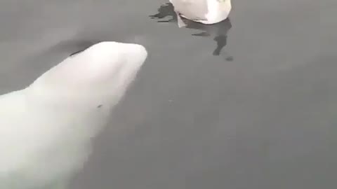 Beautiful Beluga Has Fun With Seagull
