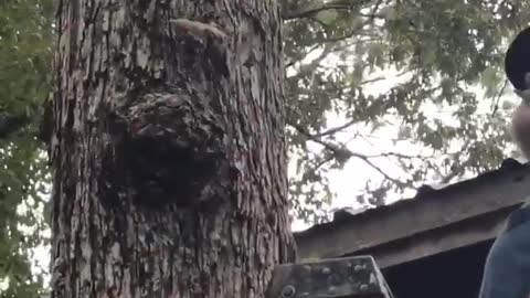 Hummingbird Rescued from Spiderweb