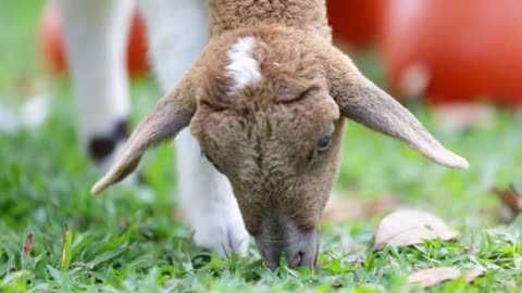 Close up of sheep grazing on lush grass in farm