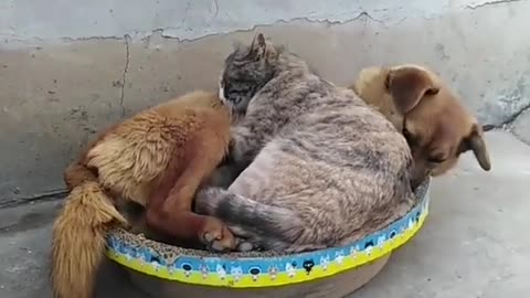 kitten going to sleep with dog, cuddly