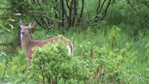 White-tailed deer