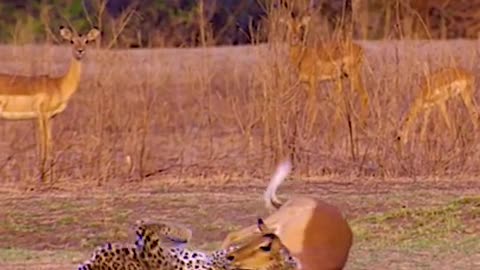 Cheetahs are good at umbushing their pray#4