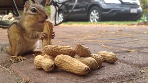 Squirrel Eat Peanuts Happy Good Vibes