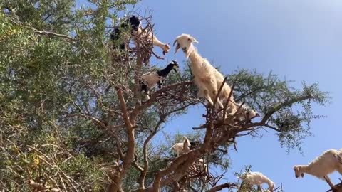 goats in a tree