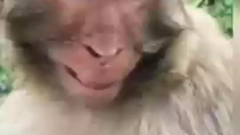 Funny monkey laughing