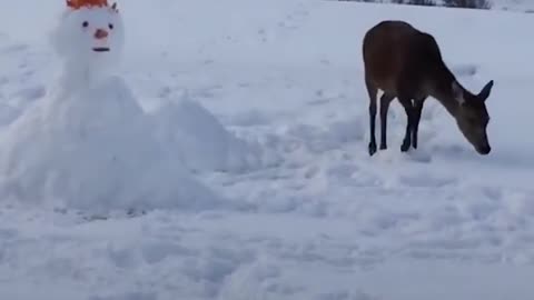 Deer Meets Snowman And Devours Him | The Dodo