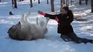 wild wolf playing