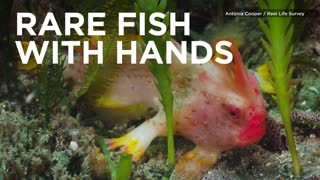 This Rare Fish Has Fins That Work Like Hands