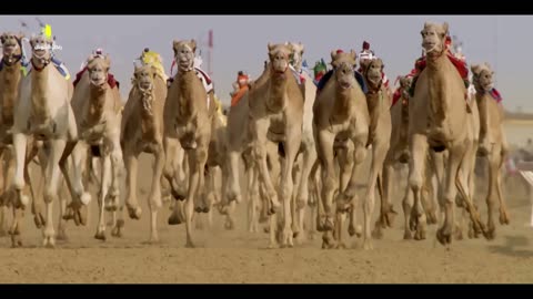 تطور سباقات الهجن في الجزيرة العربية | تقديم راكان ناشونال
