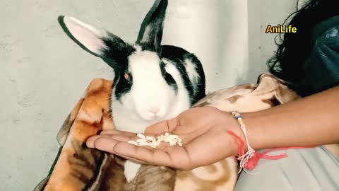 Cute Rabbit eating some food from my hands, Lovely Moments..