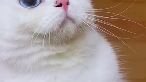 amazing cat eyes no filter , Best Funny Cat Videos Of This Week #short 32