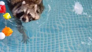 Pet raccoon goes for relaxing swim in pool