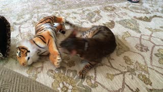 Domestic cat attacks Bengal Tiger