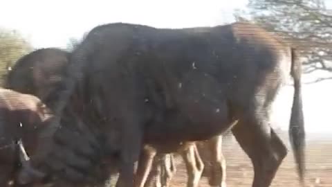 Wildebeest Longbow Harvest Limpopo South Africa 2012