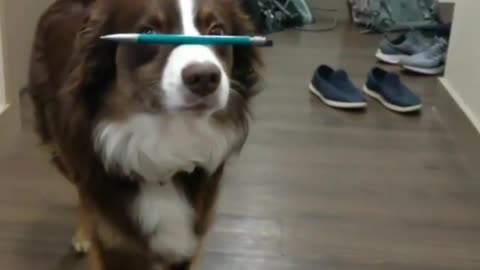 Dog Flawlessly Balances Pen On Nose While Walking