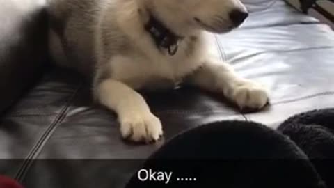 Okay german shepherd puppy whines on black couch