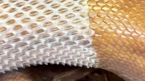 Snake: shed their skin is always satisfying