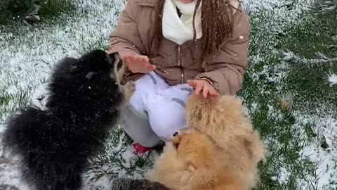 baby with the cute dogs