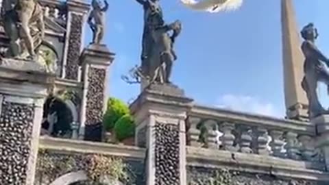 White peacock in flight🦢