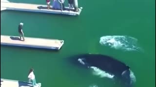 Incredible Footage of a Baby Humpback Whale