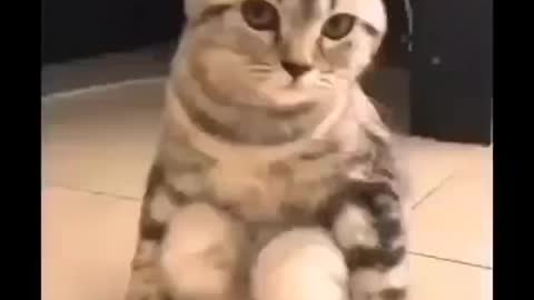 Cat sit like human