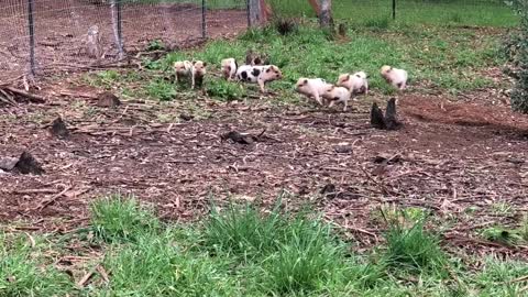 Litter of Piglets Sprint Around Fence Line