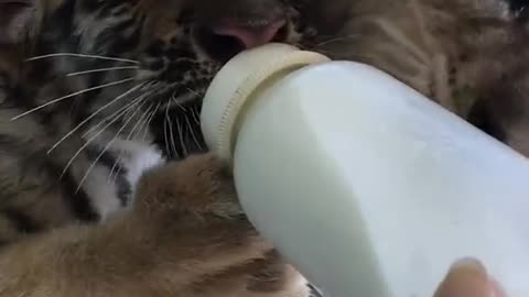 Two little tigers drinking milk