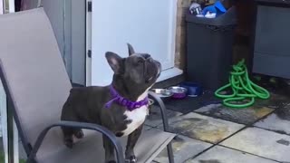 French Bulldog Lets Out Peculiar Barks