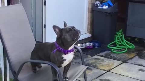 French Bulldog Lets Out Peculiar Barks