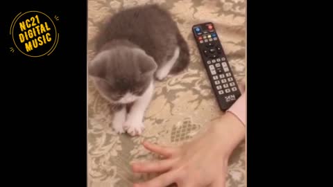 Funny Videos of Dogs, Cats and other Animals Playing 5