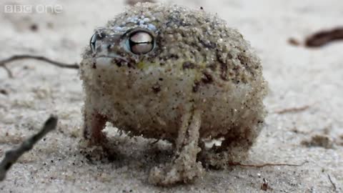 A tiny angry squeaking Frog 🐸 Super Cute Animals - BBC