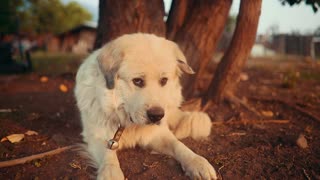 White Farm Dog Parking Over Noisy Bee