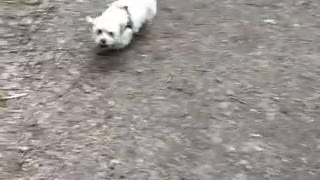 Little doggie likes to run arround and jump