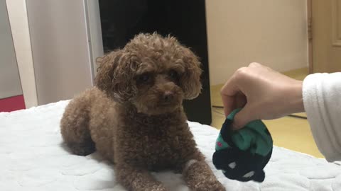 playing with your poodle with socks