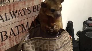 Naughty Kinkajou Steals From Purse