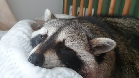 Raccoon snores and sleeps in bed.
