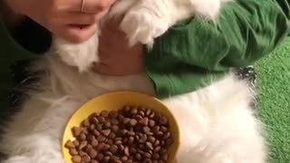 Spoiled Cat