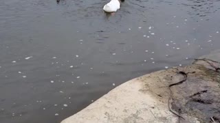 Blue Bay Shephard and Ducks