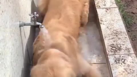 The lovely dog ​​is bathing in the tub under the tap and lying under the water