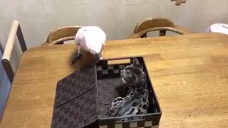 Kitty Surprised Bird By Sitting Inside Gift Box