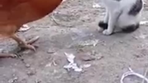 rooster vs cat