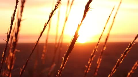 Wheat With View Of Sunset