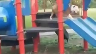 Playground Bully