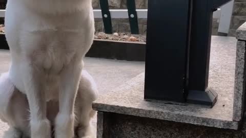 Dog joins kid for mini rollercoaster ride