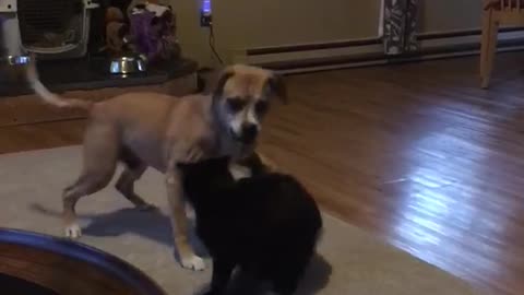 Dog and cat play fighting in living room