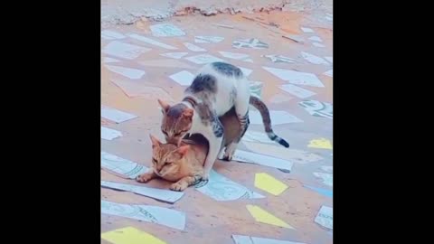 Cats Mating, Best Cats Mating.