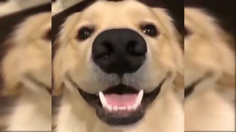 Golden Retreiver: Haha silly dog