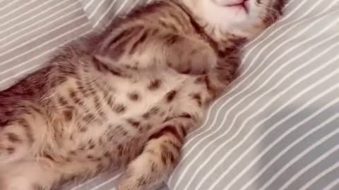 Rumble / Funny & Cute Animals / — Cute Sleeping Cat | Making Love With Animals |