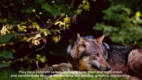 Interesting facts about Wolves