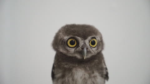 Cute Little Brown Owl